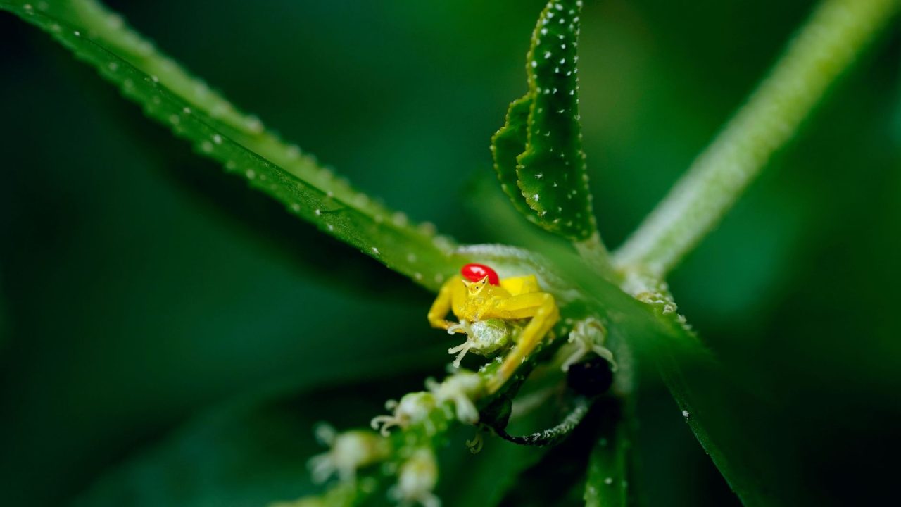 Red-eyed sea spiders: New discovery in the Salish Sea