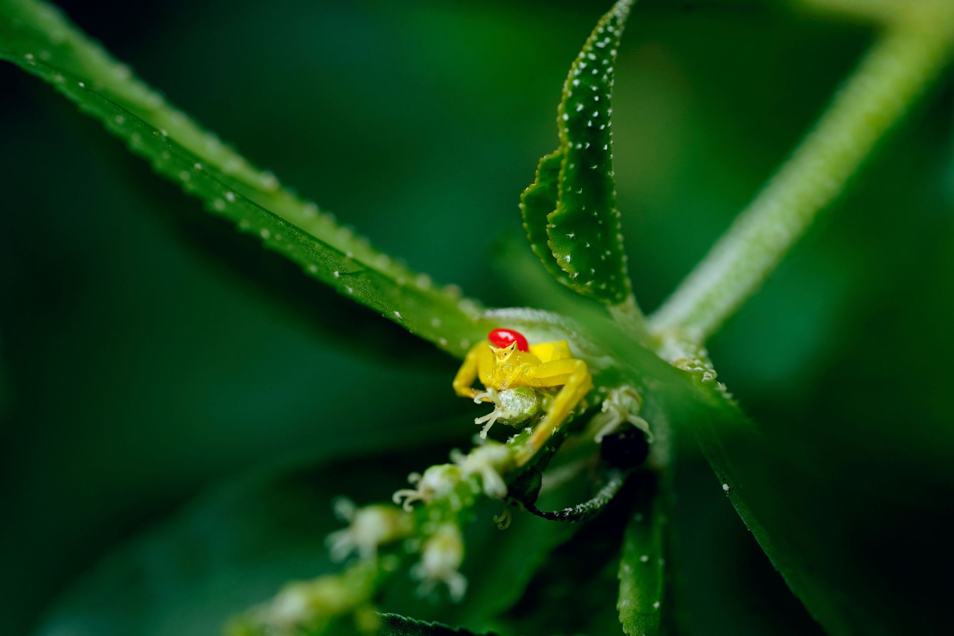 red-eyed sea spiders