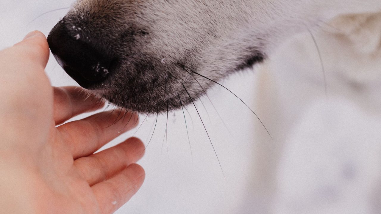 Dogs Agree with Humans: Proven Insights on Bouba and Kiki