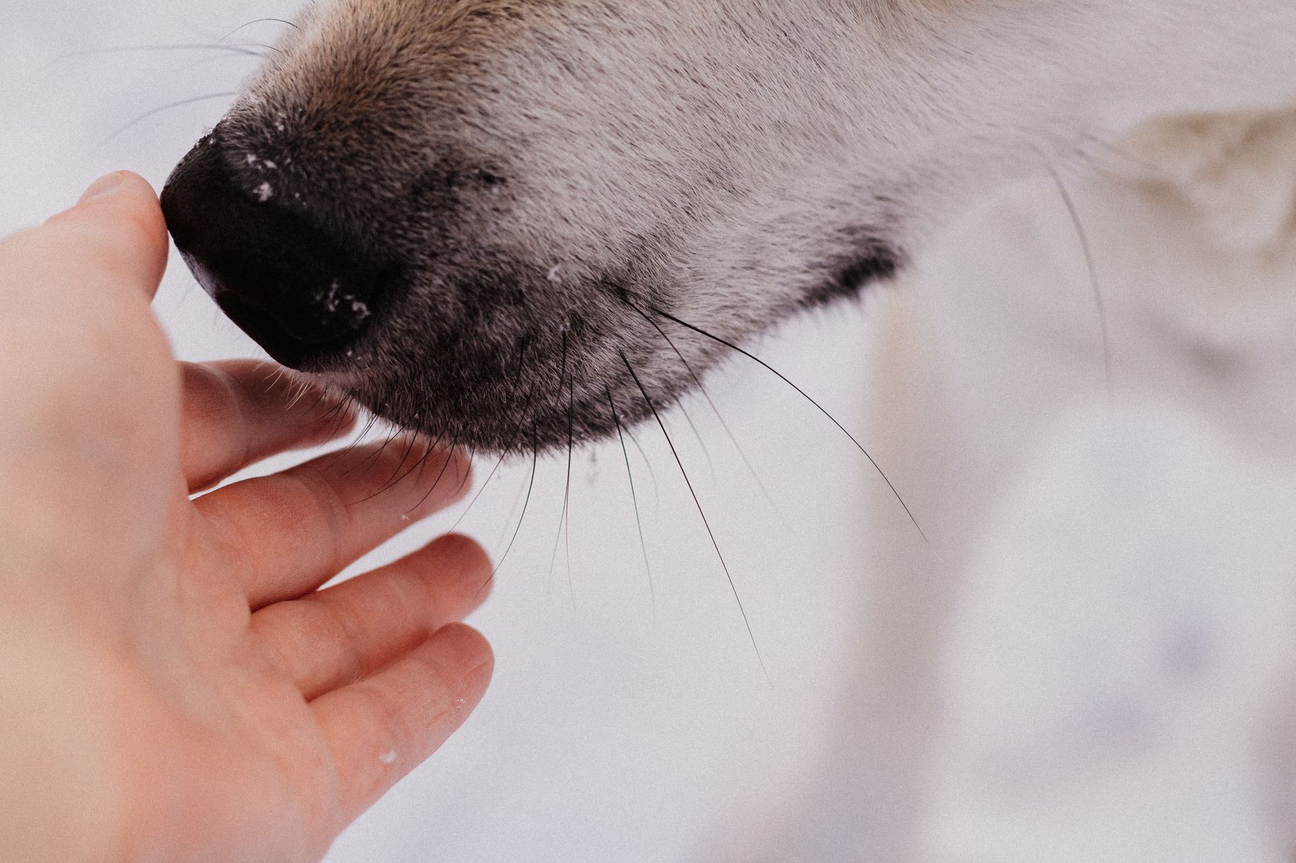 Dogs agree with humans