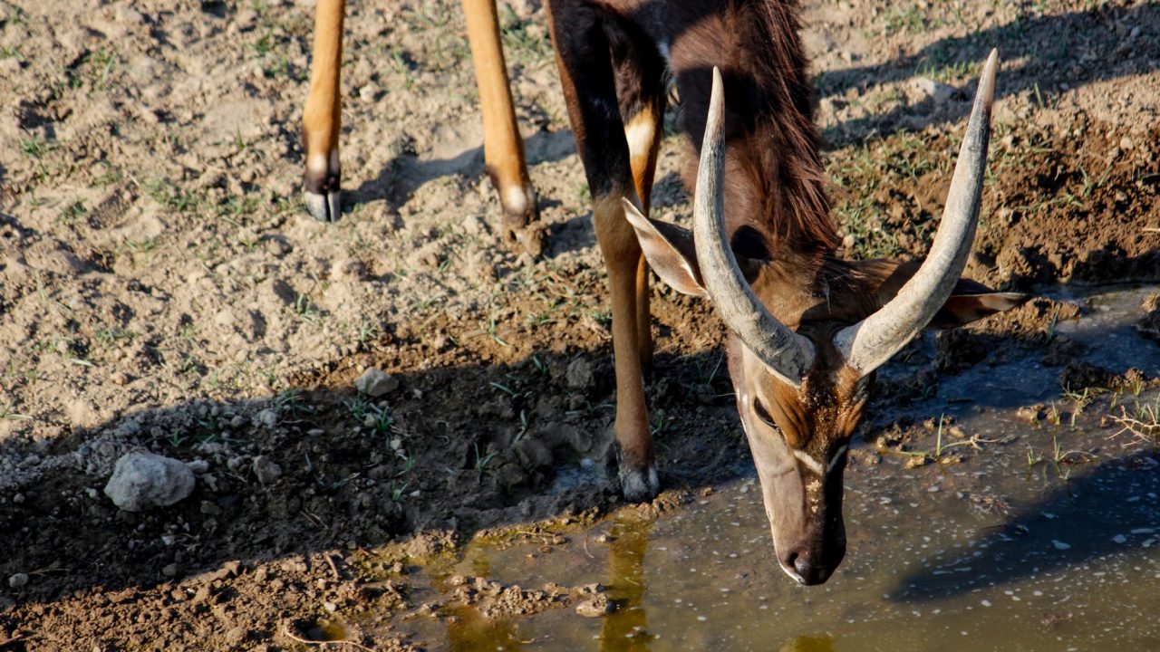 Maval watering holes: Are they safe for wildlife?