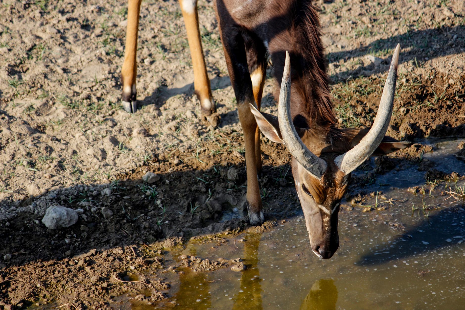 Maval watering holes